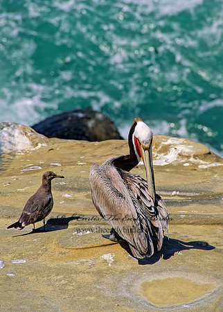 Pelecanus occidentalis  BROWN PELICAN 123308z