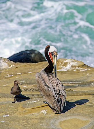 Pelecanus occidentalis  BROWN PELICAN 123311z
