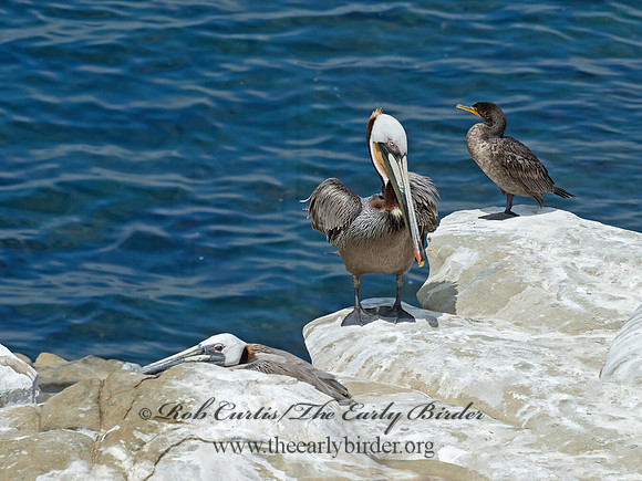 Pelecanus occidentalis  BROWN PELICAN 9055936z
