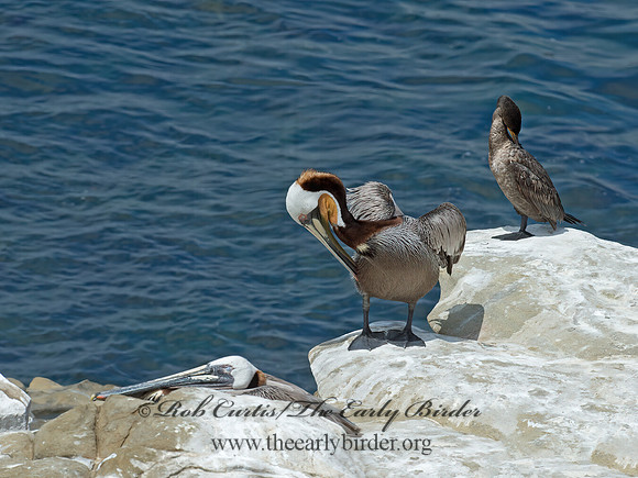Pelecanus occidentalis  BROWN PELICAN 9055937z