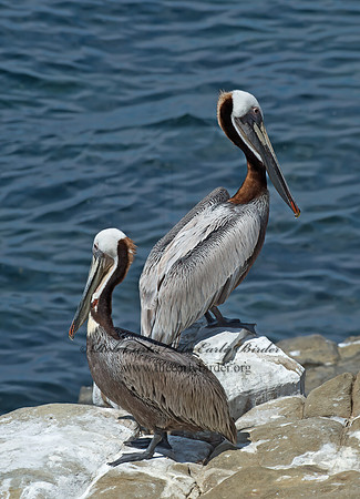 Pelecanus occidentalis  BROWN PELICAN 9055981z