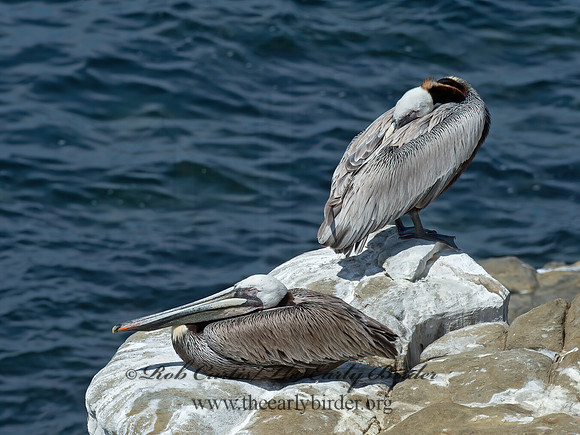 Pelecanus occidentalis  BROWN PELICAN 9055982z