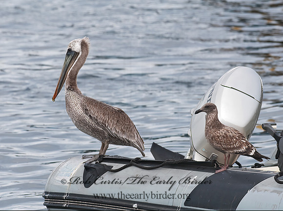 Pelecanus occidentalis  BROWN PELICAN 7017546z
