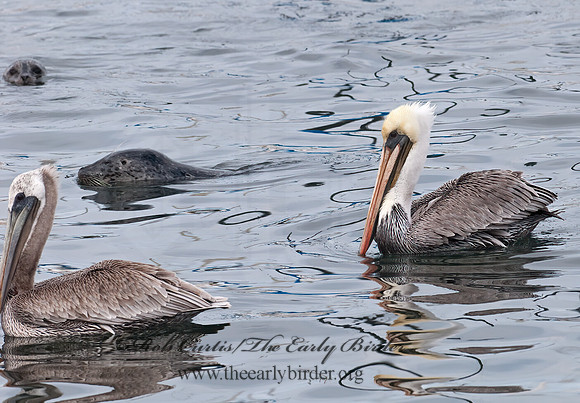 Pelecanus occidentalis  BROWN PELICAN 7017553z