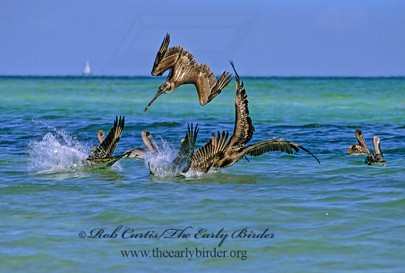 Pelecanus occidentalis  BROWN PELICAN 250314z