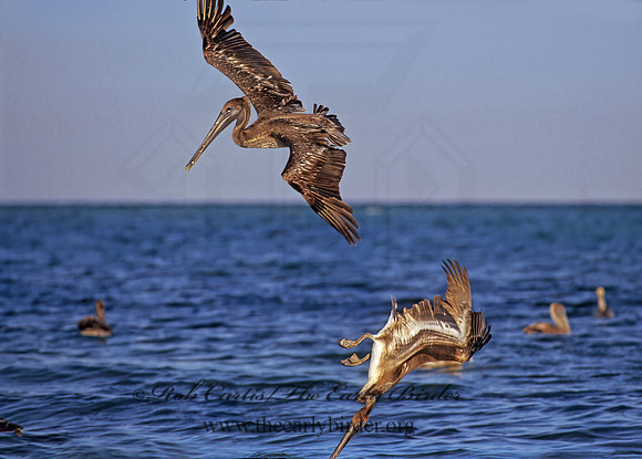 Pelecanus occidentalis  BROWN PELICAN 250413z