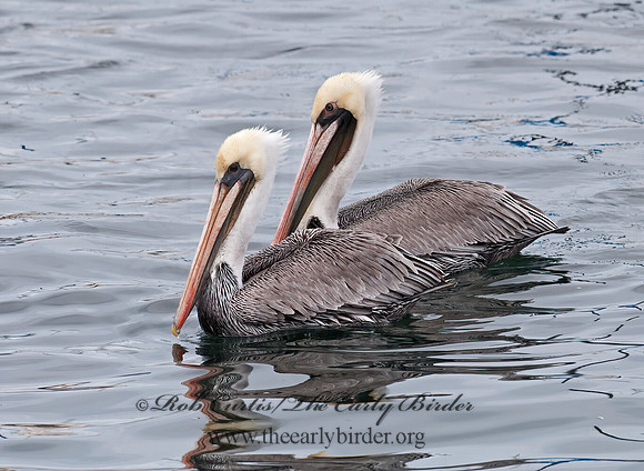 Pelecanus occidentalis  BROWN PELICAN 7017555z