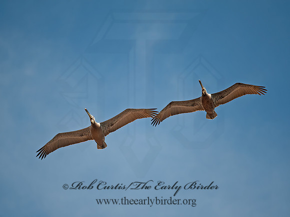 Pelecanus occidentalis  BROWN PELICAN 8036356z
