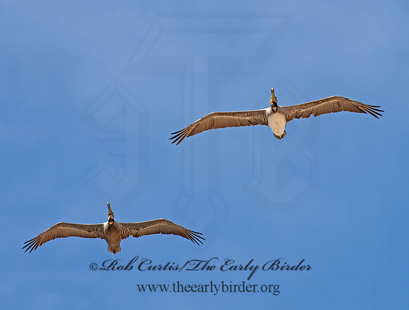 Pelecanus occidentalis  BROWN PELICAN 9056010z