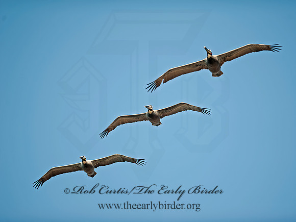 Pelecanus occidentalis  BROWN PELICAN 8036253z