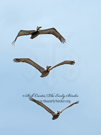 Pelecanus occidentalis  BROWN PELICAN 9055322z