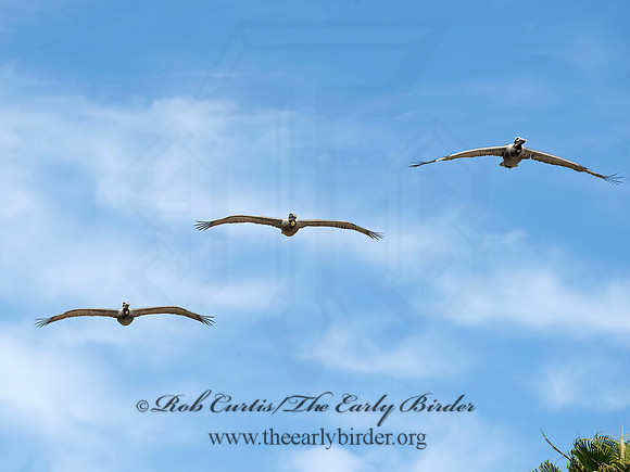 Pelecanus occidentalis  BROWN PELICAN 9055375z
