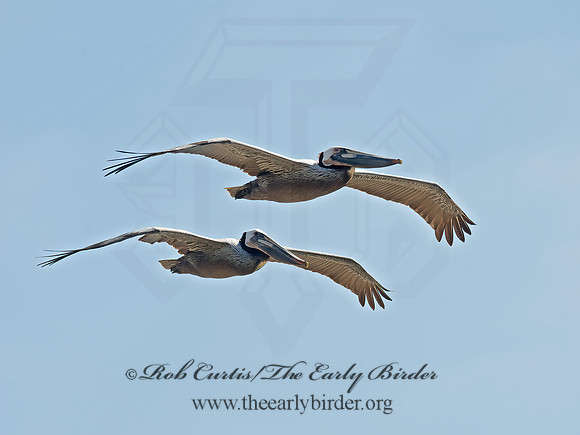 Pelecanus occidentalis  BROWN PELICAN 9055996z