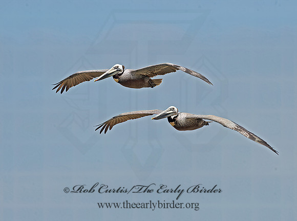 Pelecanus occidentalis  BROWN PELICAN 9055729z