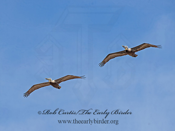 Pelecanus occidentalis  BROWN PELICAN 9056002z