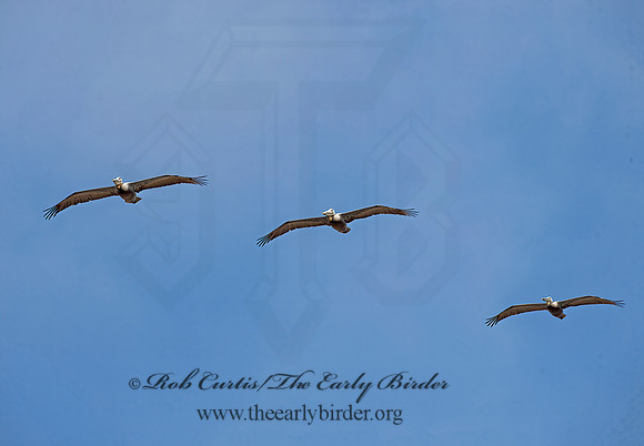 Pelecanus occidentalis  BROWN PELICAN 9056001z