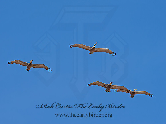 Pelecanus occidentalis  BROWN PELICAN 9056008z