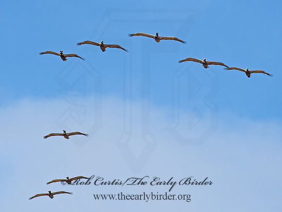 Pelecanus occidentalis  BROWN PELICAN 9056006z