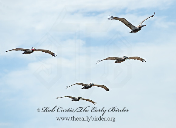 Pelecanus occidentalis  BROWN PELICAN 9055360z