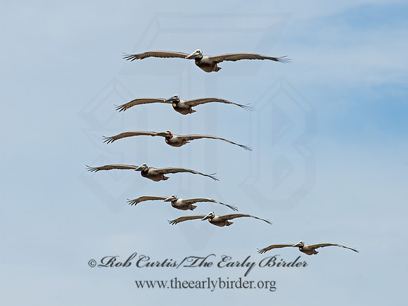 Pelecanus occidentalis  BROWN PELICAN 9055366z