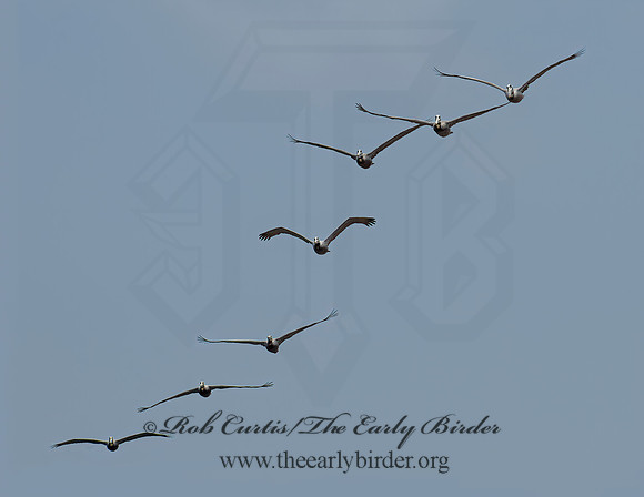 Pelecanus occidentalis  BROWN PELICAN 9055658z