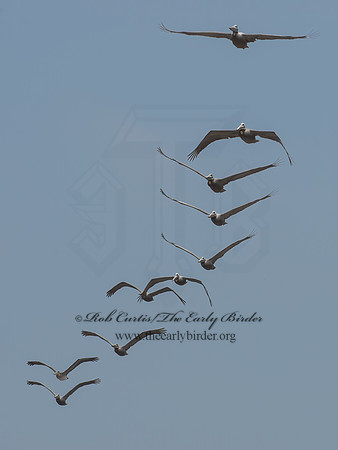 Pelecanus occidentalis  BROWN PELICAN 9055659z