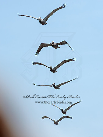 Pelecanus occidentalis  BROWN PELICAN 9055661z