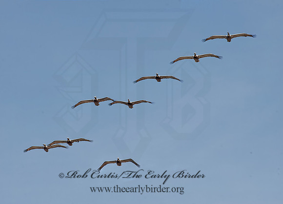 Pelecanus occidentalis  BROWN PELICAN 9055730z