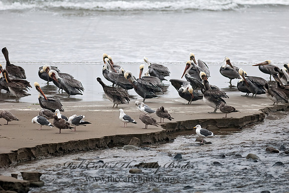 Pelecanus occidentalis  BROWN PELICAN 7017295z