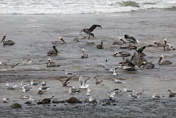 Pelecanus occidentalis  BROWN PELICAN 7017298z