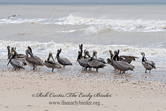 Pelecanus occidentalis  BROWN PELICAN 6038374z