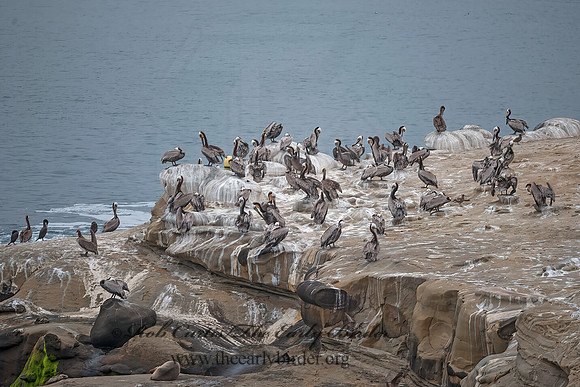 Pelecanus occidentalis  BROWN PELICAN 8036269z