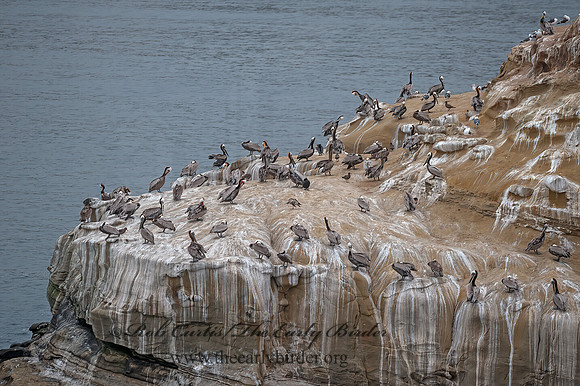Pelecanus occidentalis  BROWN PELICAN 8036271z