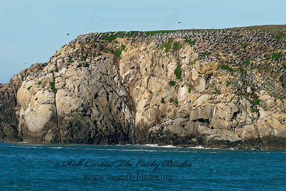 Pelecanus occidentalis  BROWN PELICAN 7017398z