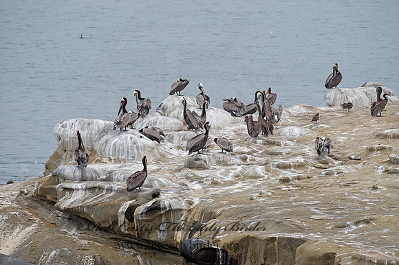 Pelecanus occidentalis  BROWN PELICAN 9055502z