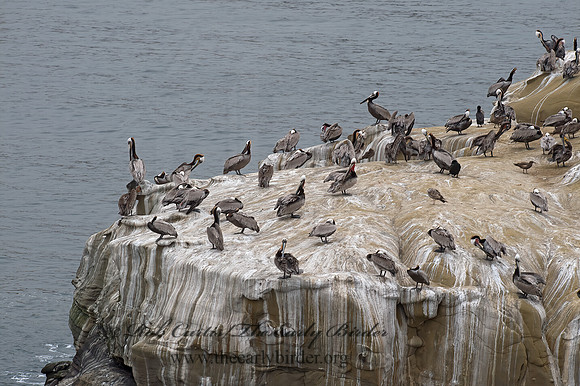 Pelecanus occidentalis  BROWN PELICAN 9055791z