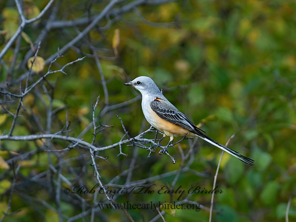 Tyrannus forficatus SCISSOR-TAILED FLYCATCHER 8029642z