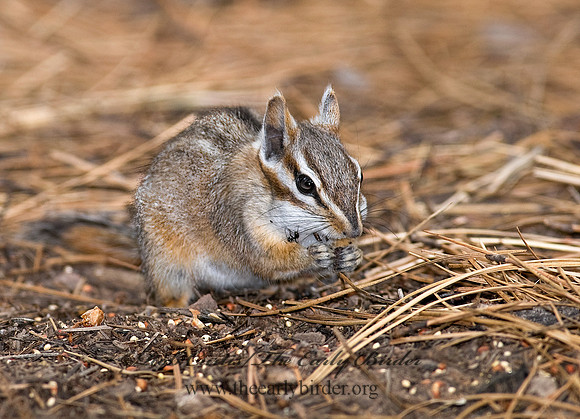 Neotamias dorsalis  CLIFF CHIPMUNK 6026931z