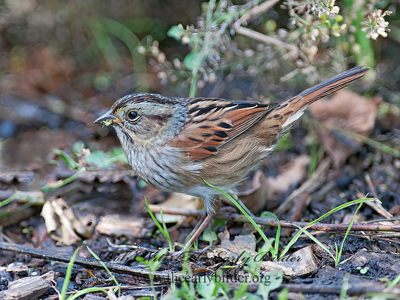 Melospiza georgiana  SWAMP SPARROW 8029268z