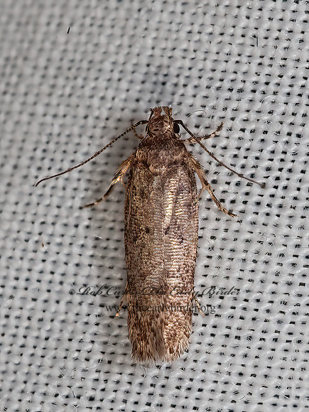 Gelechiidae TWIRLER MOTH  8036397z