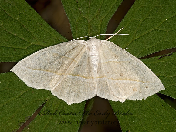 Campaea perlata PALE BEAUTY 8015351z