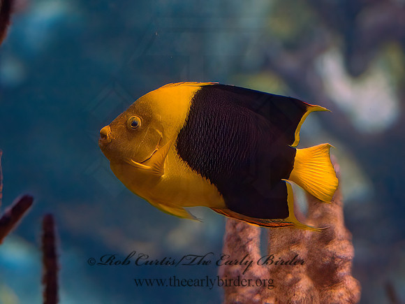 Holacanthus tricolor  ROCK BEAUTY 8016114z