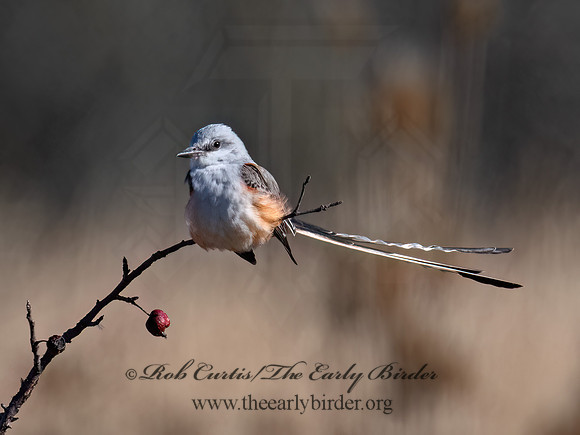 Tyrannus forficatus SCISSOR-TAILED FLYCATCHER 3047708z