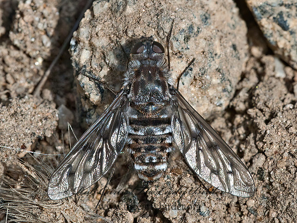 Exoprosopa  ANTHRACINAE BEE FLY 8037099z