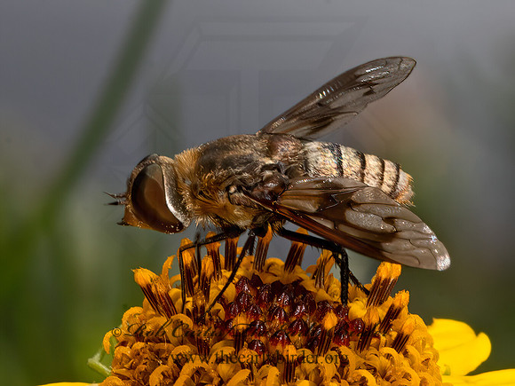 Exoprosopa  ANTHRACINAE BEE FLY 3038834z