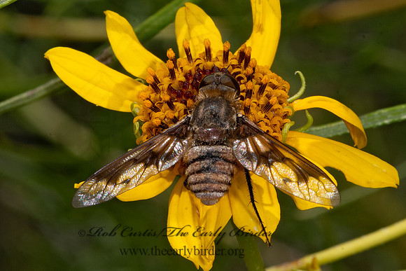 Exoprosopa  ANTHRACINAE BEE FLY 3038833z