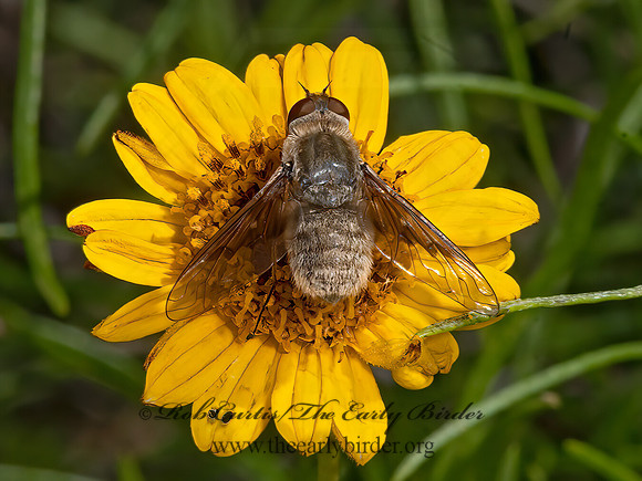Exoprosopa  ANTHRACINAE BEE FLY 3038775z