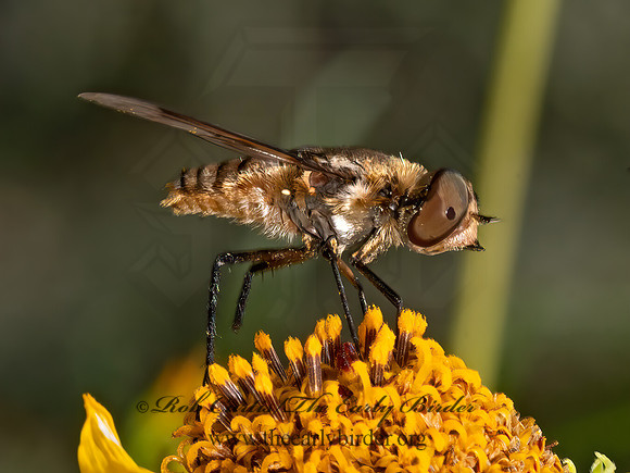 Exoprosopa  ANTHRACINAE BEE FLY 3038832z