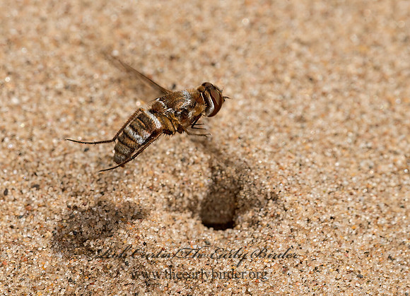 Exoprosopa fascipennis  BEE FLY 9047635z