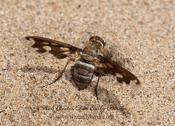 Exoprosopa fascipennis  BEE FLY 9047636z